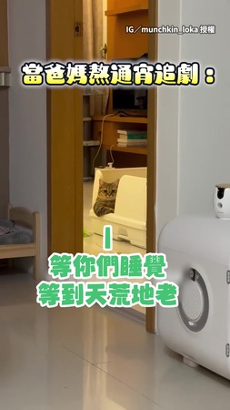 【氣到咪咪冒冒】爸媽熬通宵追劇　貓咪窩貓砂盆饋手怒瞪