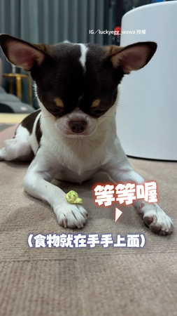 【一「吉」棒的狗狗】食物就在手手上面！吉娃娃乖乖等OK才開動