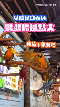 【搧風點火？】鸚鵡翅膀揮不停秀腋下　夥伴狂甩頭：不要搧了求放過！