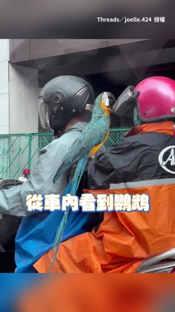 【牠也要躲雨】怕金剛鸚鵡寶貝淋雨！主人用安全帽遮罩幫鳥寶遮頭