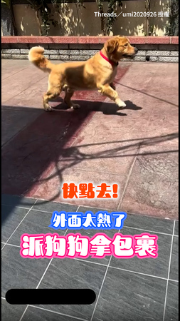 【看來是貨到付款】外面太熱請狗狗拿包裹 去兩隻怎麼只回來一隻XD
