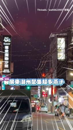 【好山好水好多鳥】屏東路上驚見大群燕子集結　排排站電線上