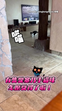 【超奶嗓音誰能拒絕】賓士貓邊喵邊叼逗貓棒找奴才陪玩❤