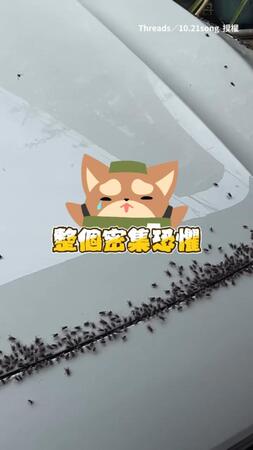 【密集恐懼症者慎入】新車引擎蓋被蒼蠅整片覆蓋　網友驚：這車不能要了