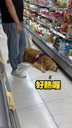 【真懂享受】大狗勾進超商吹冷氣　趴下不肯走被奴才強制驅離XD