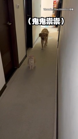 【兩位靈魂互換了吧】黃金獵犬鬼鬼祟祟偷襲貓咪XD