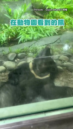 【工讀生出來喔】動物園看見熊躺地呼呼大睡！腳底還貼著玻璃XD