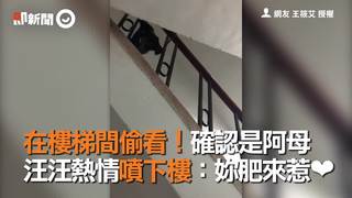 在樓梯間偷看！確認是阿母　汪汪熱情噴下樓：妳肥來惹❤