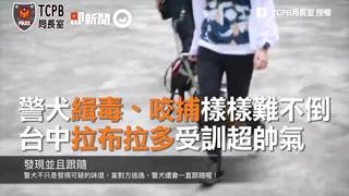 警犬緝毒、咬捕樣樣難不倒　台中拉布拉多受訓超帥氣