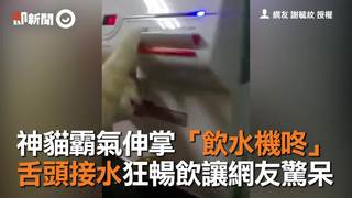 神貓霸氣伸掌「飲水機咚」　舌頭接水狂暢飲讓網友驚呆