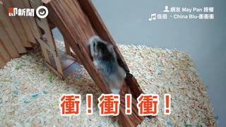 鼠寶玩溜滑梯94要逆向爬 毅力模樣網笑：小屁鼠無誤