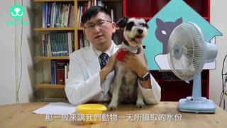 PetTalk－醫師一分鐘教你如何預防狗狗中暑
