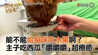 能不能給貓咪吃水果啊？　主子吃西瓜「嚼嚼嚼」超療癒
