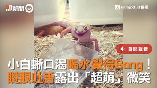 小白蜥口渴喝水覺得Bang！　瞇眼吐舌露出「超萌」微笑