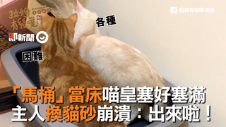  「馬桶」當床喵皇塞好塞滿　主人換貓砂崩潰：出來啦！　