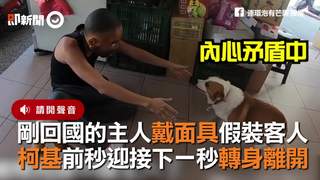 剛回國的主人戴面具假裝客人　柯基前秒迎接下一秒轉身離開