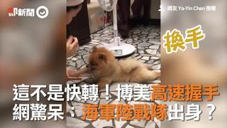 這不是快轉！博美高速握手　網驚呆：海軍陸戰隊出身？