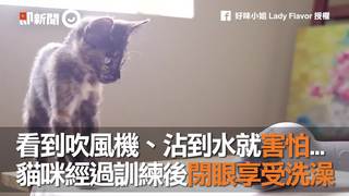看到吹風機、沾到水就害怕...　貓咪經過訓練後閉眼享受洗澡