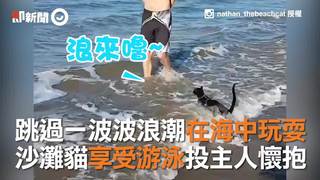 跳過一波波浪潮在海中玩耍　沙灘貓享受游泳投主人懷抱