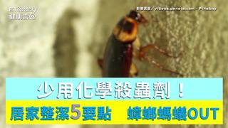 少用化學殺蟲劑！居家整潔5要點　蟑螂螞蟻蜘蛛OUT