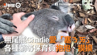 無尾熊Charlie愛「塞ㄋㄞ」　各種躺等保育員抱抱、摸摸