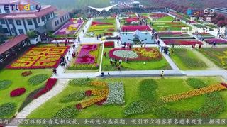 航拍：武漢百萬株鬱金香競相綻放迎遊客
