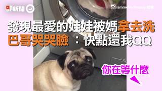 發現最愛的娃娃被媽拿去洗 巴哥哭哭臉 ：快點還我QQ