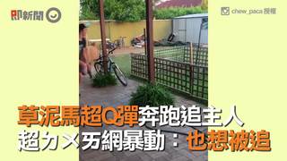 草泥馬超Q彈奔跑追主人　超ㄉㄨㄞ網暴動：也想被追