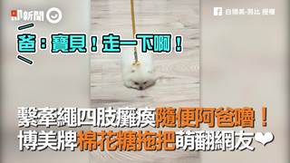 繫牽繩四肢癱瘓隨便阿爸嚕！　博美牌棉花糖拖把萌翻網友❤