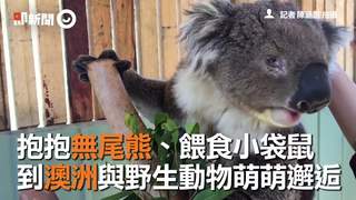 抱抱無尾熊、餵食小袋鼠 到澳洲與野生動物萌萌邂逅