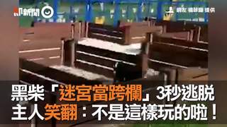 黑柴「迷宮當跨欄」3秒逃脫　主人笑翻：不是這樣玩的啦！