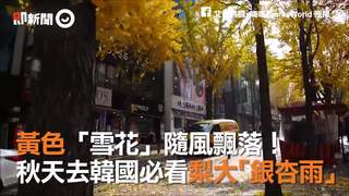 黃色「雪花」隨風飄落！　秋天去韓國必看梨大「銀杏雨」