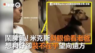 鬧脾氣！米克斯斜眼偷看老爸　想和好卻裝不在乎望向遠方