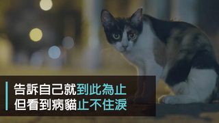 一条-告訴自己就到此為止　但看到病貓就止不住淚