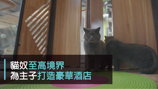 一条-貓奴至高境界　為主子打造豪華酒店