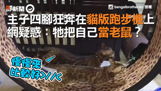 主子四腳狂奔在貓版跑步機上　網疑惑：牠把自己當老鼠？