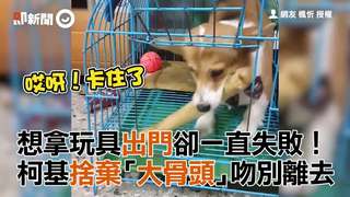 想拿玩具出門卻一直失敗！　柯基捨棄「大骨頭」吻別離去
