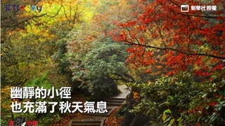 圖片說故事：金色風暴東西南北中全國秋景精選
