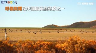 圖片說故事：赴一場呼倫貝爾秋天的約會
