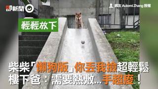 柴柴「懶狗版」你丟我撿超輕鬆　樓下爸：需要熱敷...手超痠！