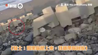 跨年衝台灣四極遇流浪小黑狗　野狼騎士「打包」：不養不行