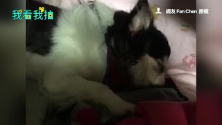 吉娃娃打呼　音量跟身軀成反比