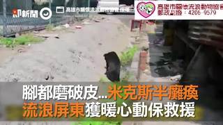 腳都磨破皮...米克斯半癱瘓　流浪屏東獲暖心動保救援
