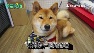 阿柴的不耐煩問答