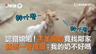 認錯娘啦！羔羊喝奶竟找鄰家　親媽一旁傻眼：我的奶不好嗎