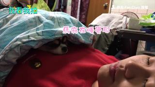 吉娃娃想親親 主人只好大玩「123木頭人」