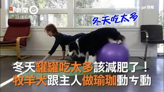 冬天罐罐吃太多該減肥了！　牧羊犬跟主人做瑜珈動ㄘ動
