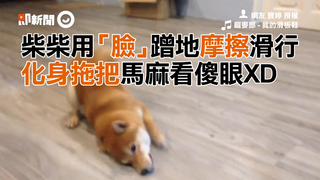 柴柴用「臉」蹭地摩擦滑行   化身拖把馬麻看傻眼XD