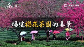 圖片說故事:福建櫻花茶園的美景