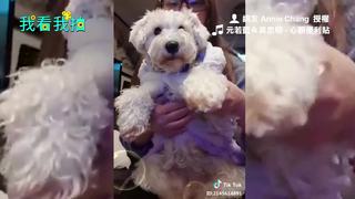 萌萌雪納瑞與主人跳舞好幸福